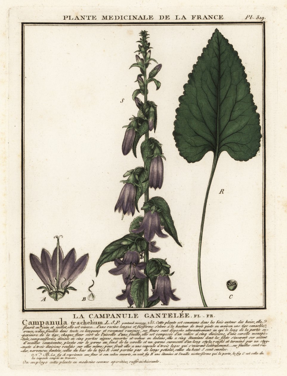 荨麻叶风铃草（Campanula trachelium）。 作者 未知艺术家