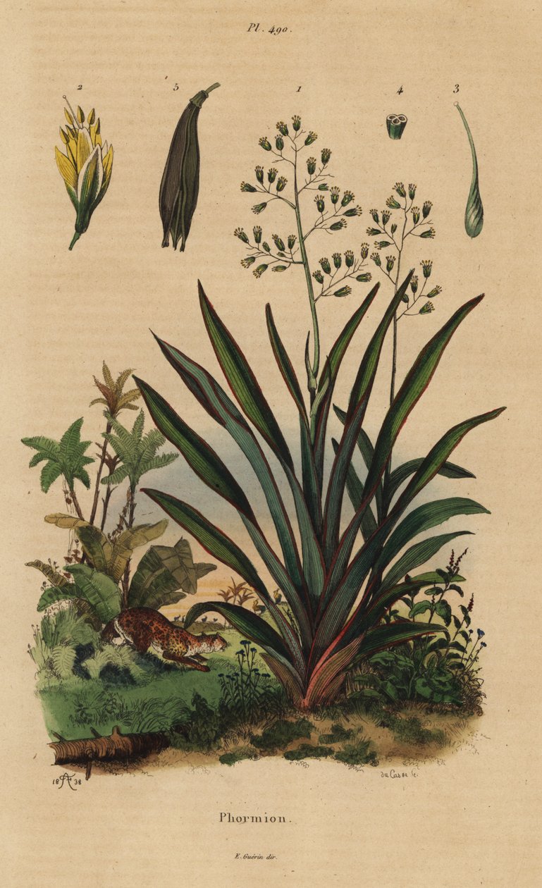 New Zealand flax or harakeke, Phormium tenax 作者 不明