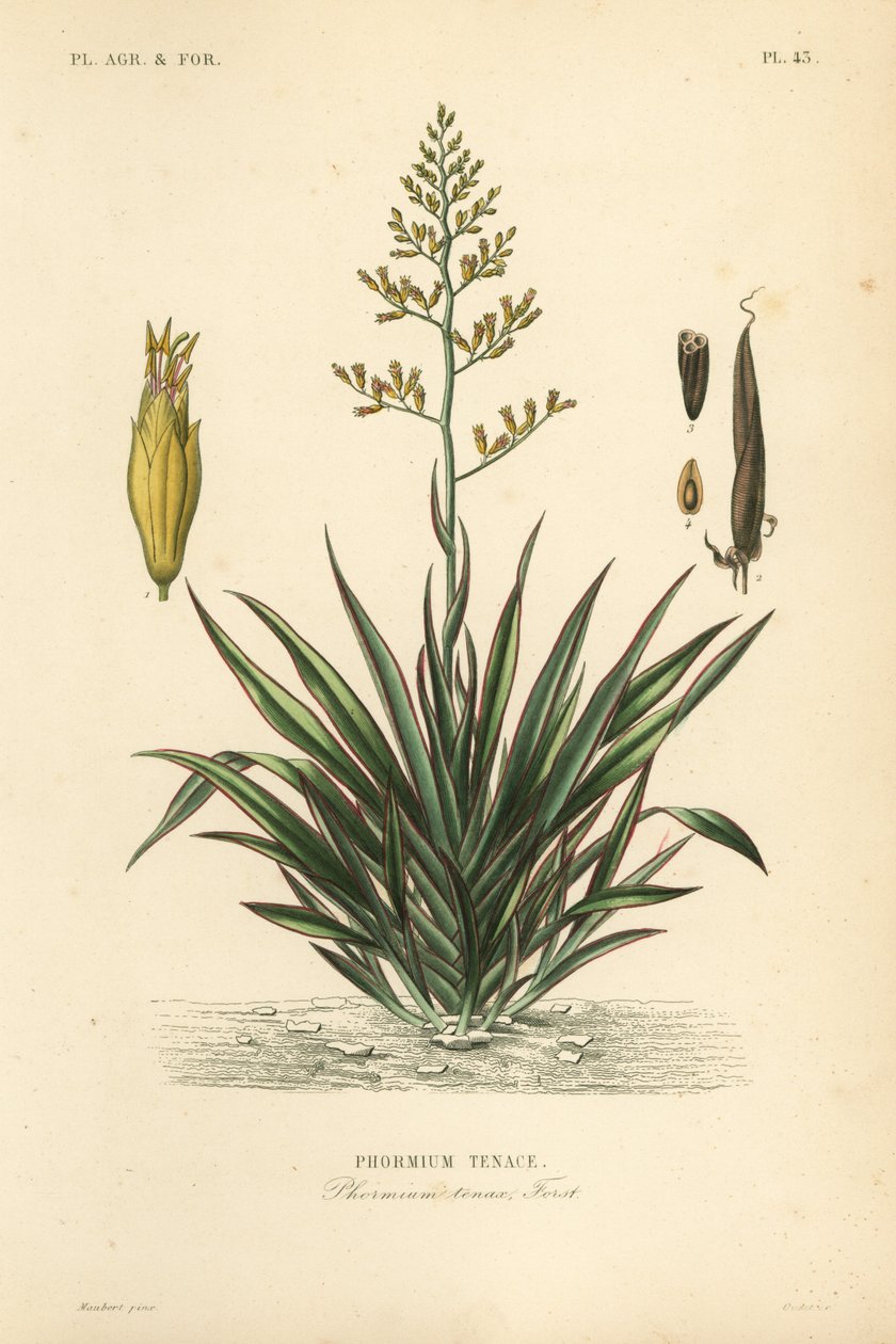 新西兰亚麻或 harakeke、Phormium tenax、Phormium tenax 作者 不明