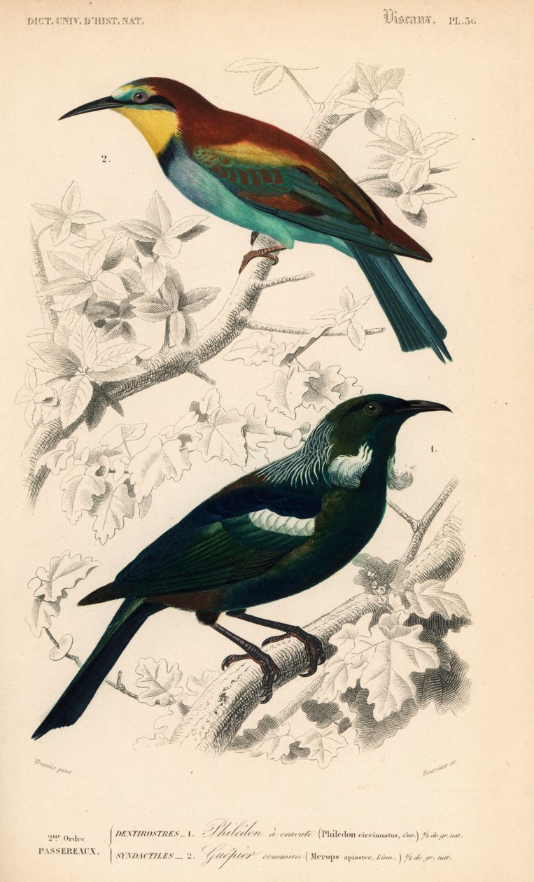 新西兰翠鸟（Prosthemadera novaeseelandiae）和欧洲食蜂鸟（Merops apiaster）。Fournier 根据 Charles d