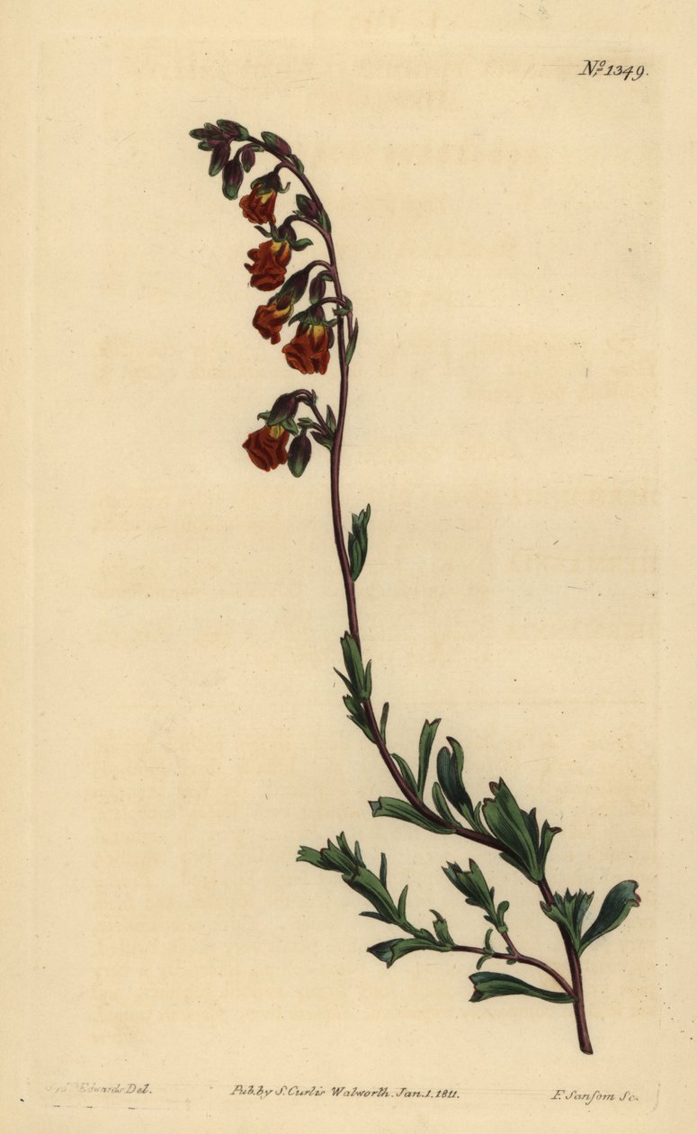 Night-smelling hermannia, Hermannia flammea 作者 不明