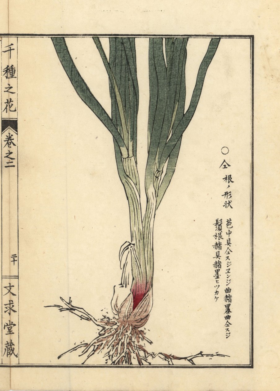 韭菜根和茎，Allium tuberosum Rottler ex Spreng。Kono Bairei 的手绘木版画，选自京都文殊堂的《千种花卉》（Senshu no Hana）。 作者 未知艺术家