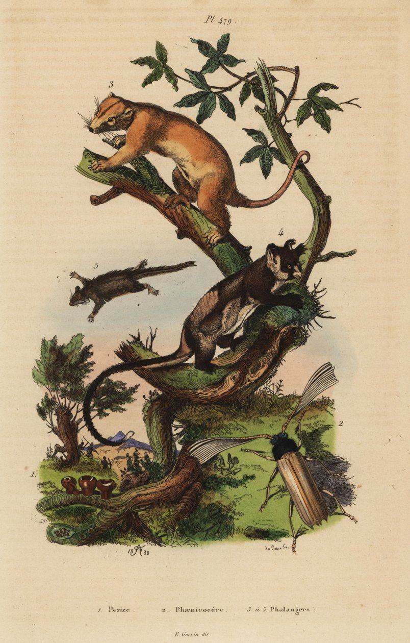 北方常见的cuscus，Phalanger orientalis 3，黄腹滑翔机，Petaurus australis 4，羽尾滑翔机，Acrobates pygmaeus 5，Peziza fungi 1和Psygmatocerus wagleri甲虫 2 作者 不明