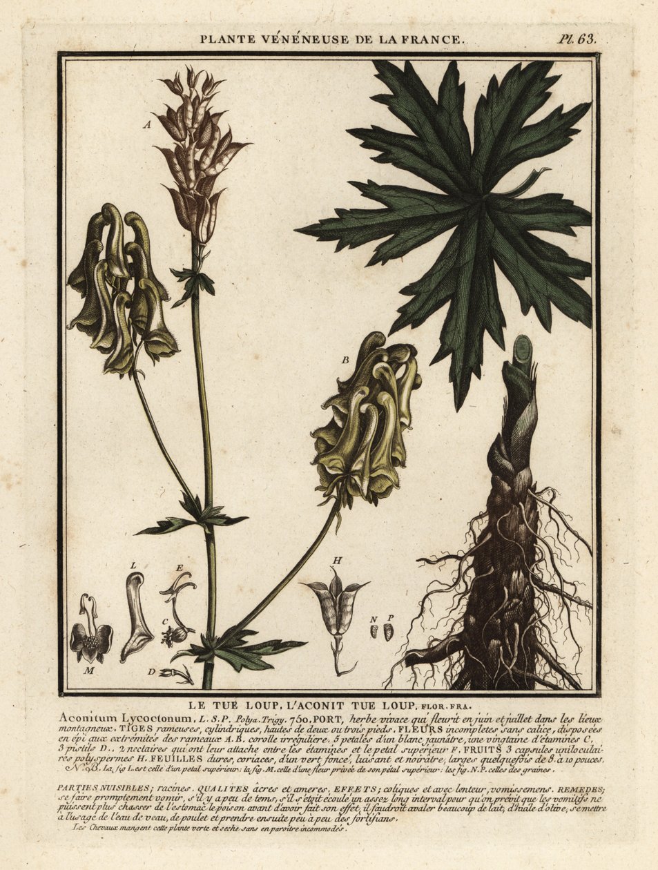 北方狼毒，Aconitum lycoctonum。 作者 未知艺术家