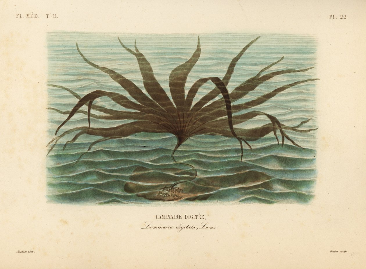 桨叶草，Laminaria digitata, Laminaire digitee 作者 不明