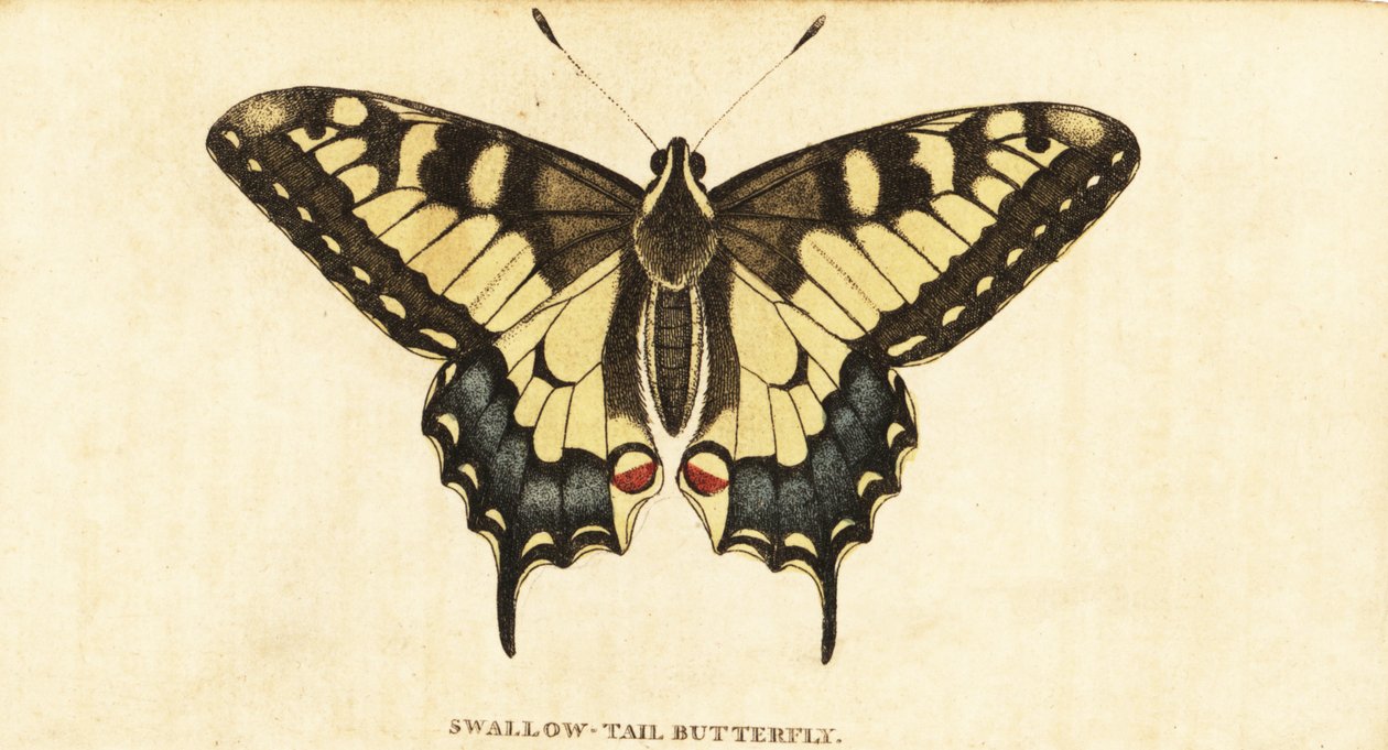 旧世界燕尾，Papilio machaon，1800 年（雕刻） 作者 未知艺术家