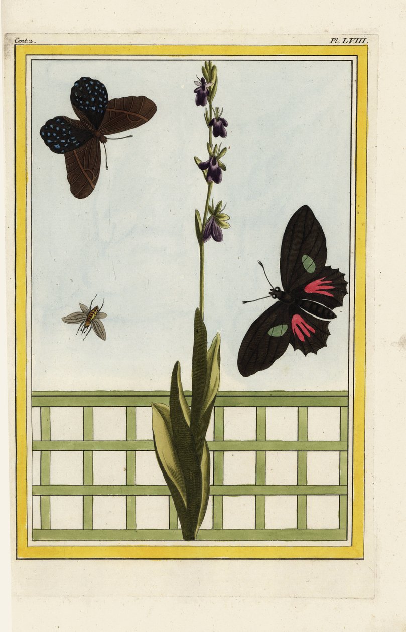 Ophrise 的花朵呈昆虫状。飞兰，Ophrys insectifera。多丽丝长翼花（Heliconius doris）。皮埃尔-约瑟夫-布乔兹（Pierre Joseph Buchoz）的手工彩色蚀刻版画 "最美丽、最奇特的花卉的珍贵文集，这些花卉生长于 作者 未知艺术家