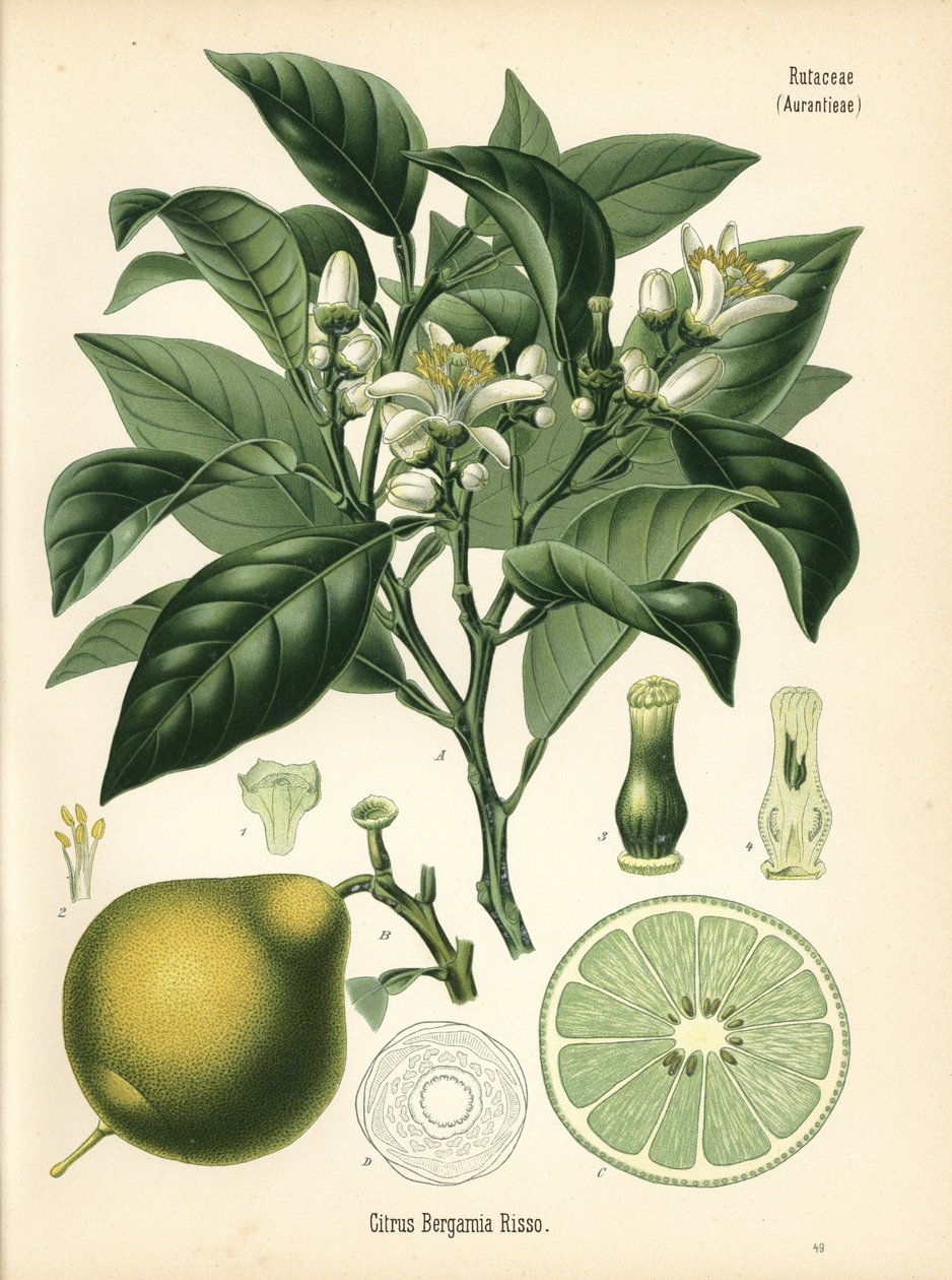 橙佛手柑，柑橘佛手柑。根据 Hermann Adolph Koehler 的《药用植物》中的植物插图绘制的彩色石版画，由 Gustav Pabst 编辑，Koehler，德国 作者 未知艺术家
