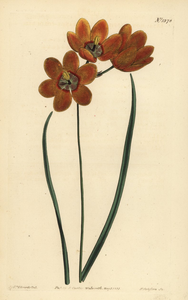 Orange coloured monadelphous ixia, Ixia monadelpha 作者 不明