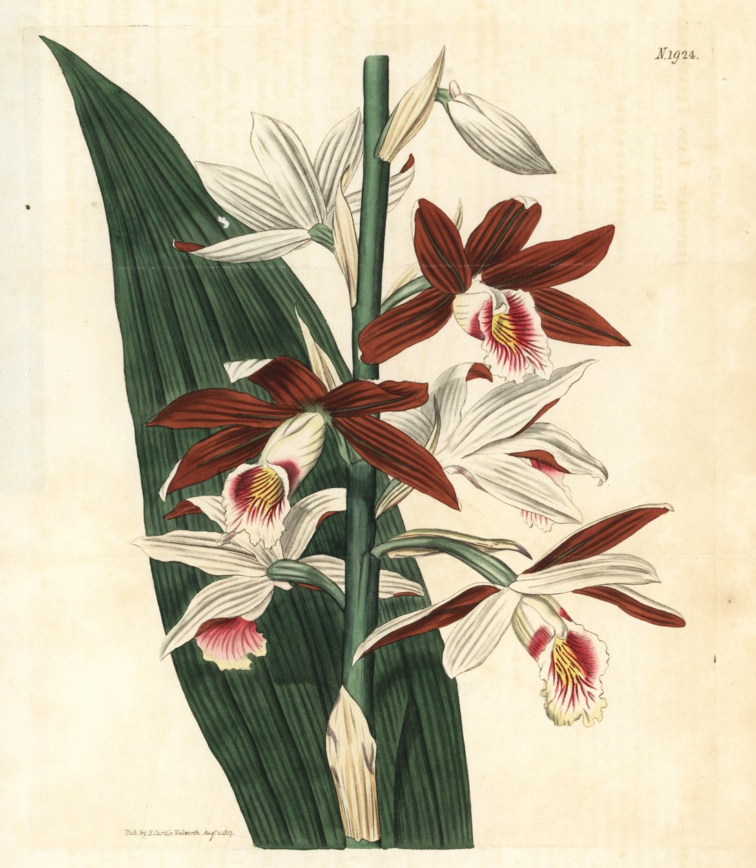 兰花变种 Bifrenaria - 大沼泽兰 Phaius tankervilleae（坦克维尔夫人兰，Bletia tankervilliae）。濒危。约翰-西姆斯的《柯蒂斯植物杂志》中的手工彩色植物雕刻，伦敦，库奇曼 作者 未知艺术家