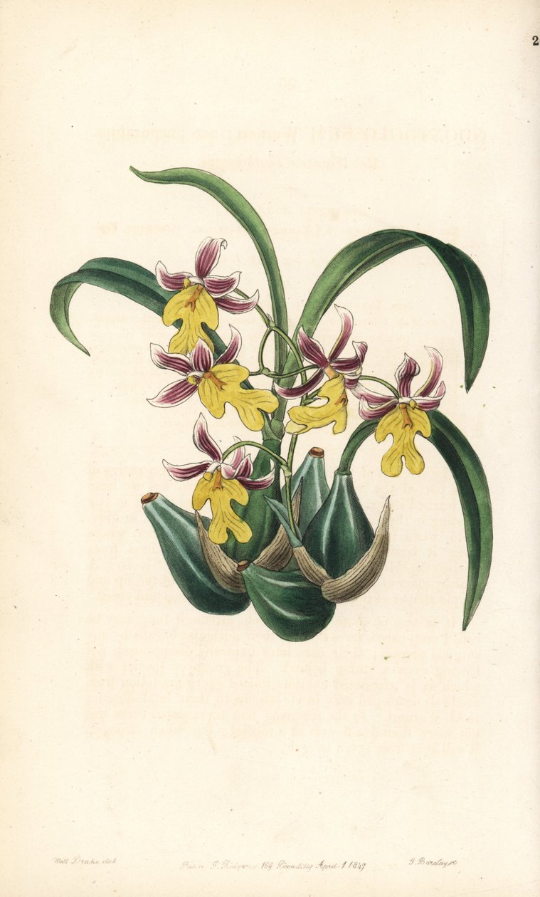 兰花变种 Oncidium - Oncidium ghiesbreghtianum orchid（华纳先生的牙舌兰，Odontoglossum warneri var.）乔治-巴克利（George Barclay）根据莎拉-德雷克（Sarah Drake）小姐在《爱德华兹植物志》（Edwards