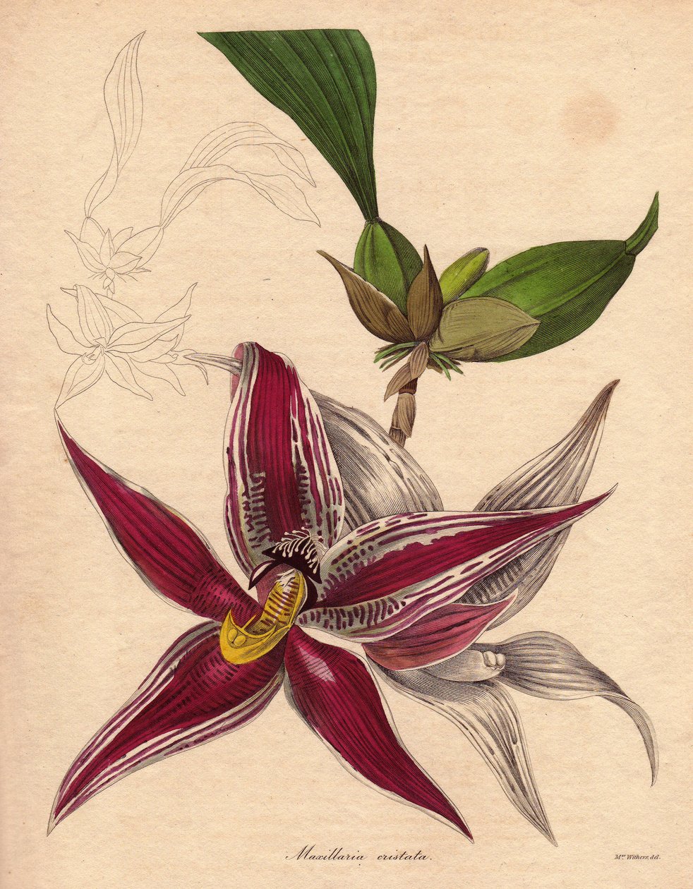 兰花变种，Paphinia (Maxillaria) cristata，南美洲北部特有物种。花序下垂，花朵呈星形，深红色，有白色条纹。奥古斯塔-英尼斯-威瑟斯（1793-1877 年）在《植物学家》系列中的插图 作者 未知艺术家