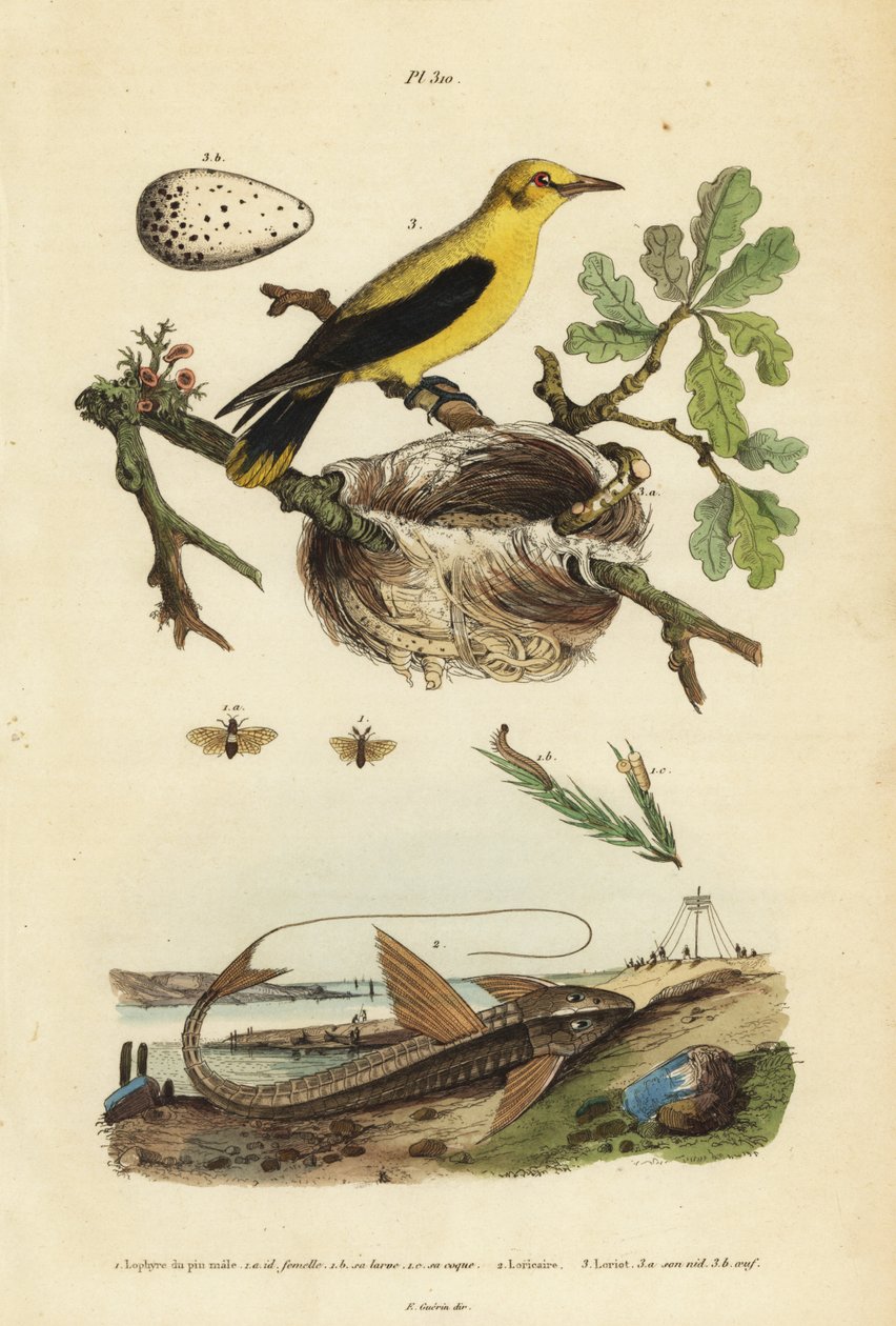 Oriole blackbird、Gymnomystax mexicanus、巢和蛋 3、巧克力 loricarid 装甲鲶鱼、Loricaria cataphracta 2 和松叶蜂、Neodiprion sertifer 1 作者 不明