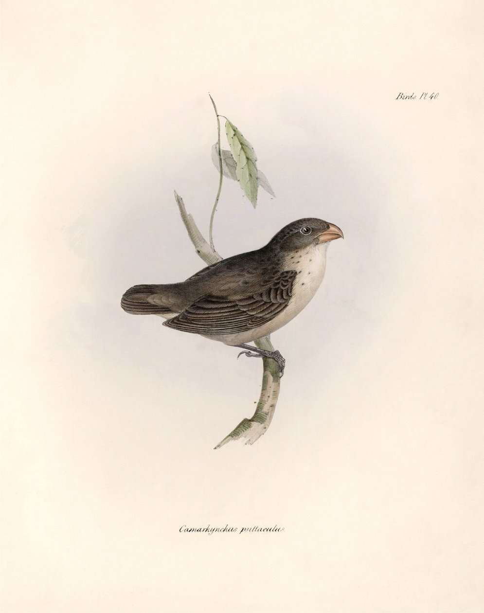 鸟类学"Camarhynchus psittaculus or Geospize psittacin" 查尔斯-达尔文（1809-1882 年）在贝格尔号探险期间观察到的一种鸟类的描述。图片选自 "比格尔号航程中的动物学。飞行。III，描述的鸟类 作者 未知艺术家