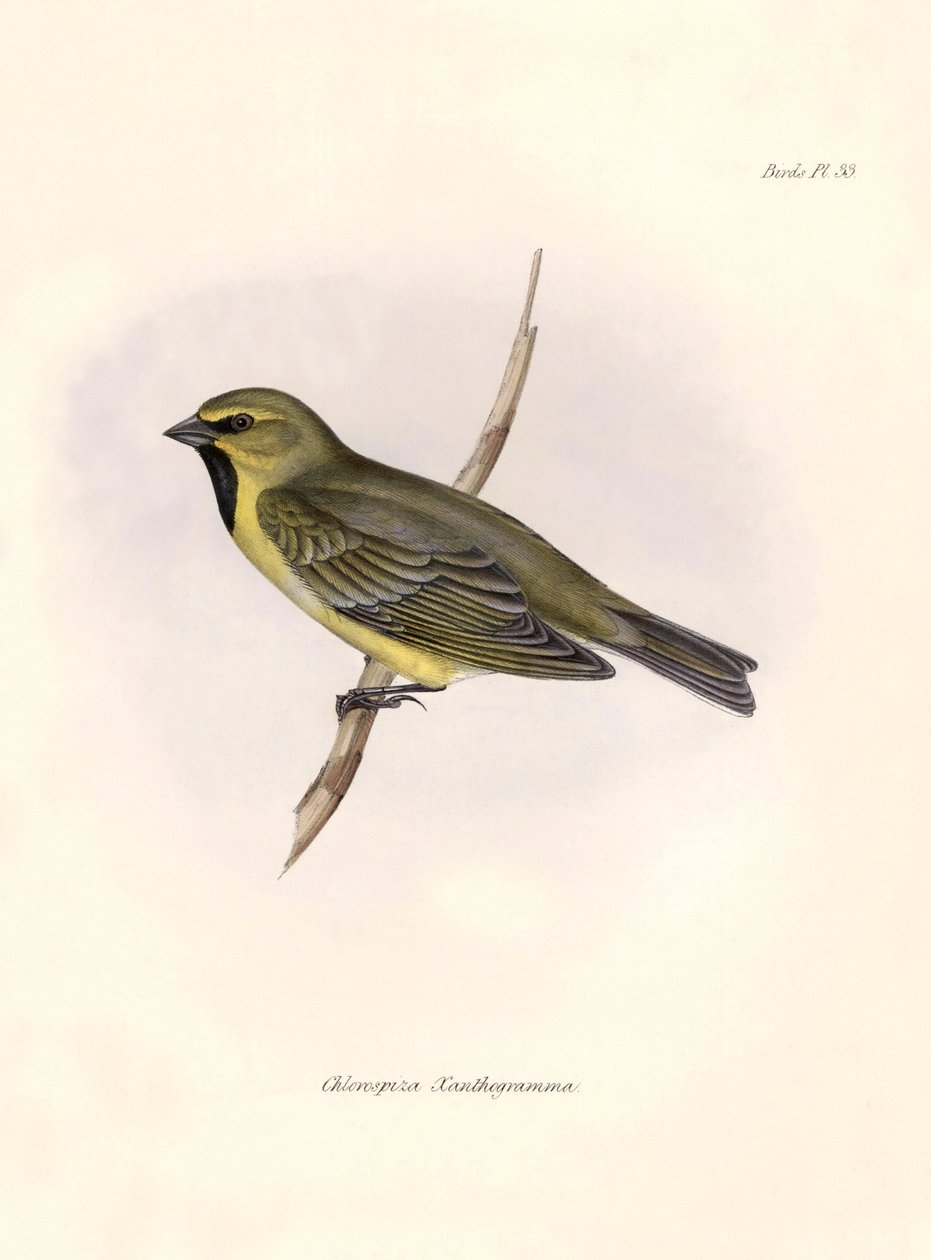 鸟类学"Chlorospiza xanthogramma" 查尔斯-达尔文（1809-1882 年）在贝格尔号探险期间观察到的一种鸟类。图片选自 "比格尔号航程中的动物学。飞行。III，约翰-古尔德所描述的鸟类，并附有一些图片。 作者 未知艺术家