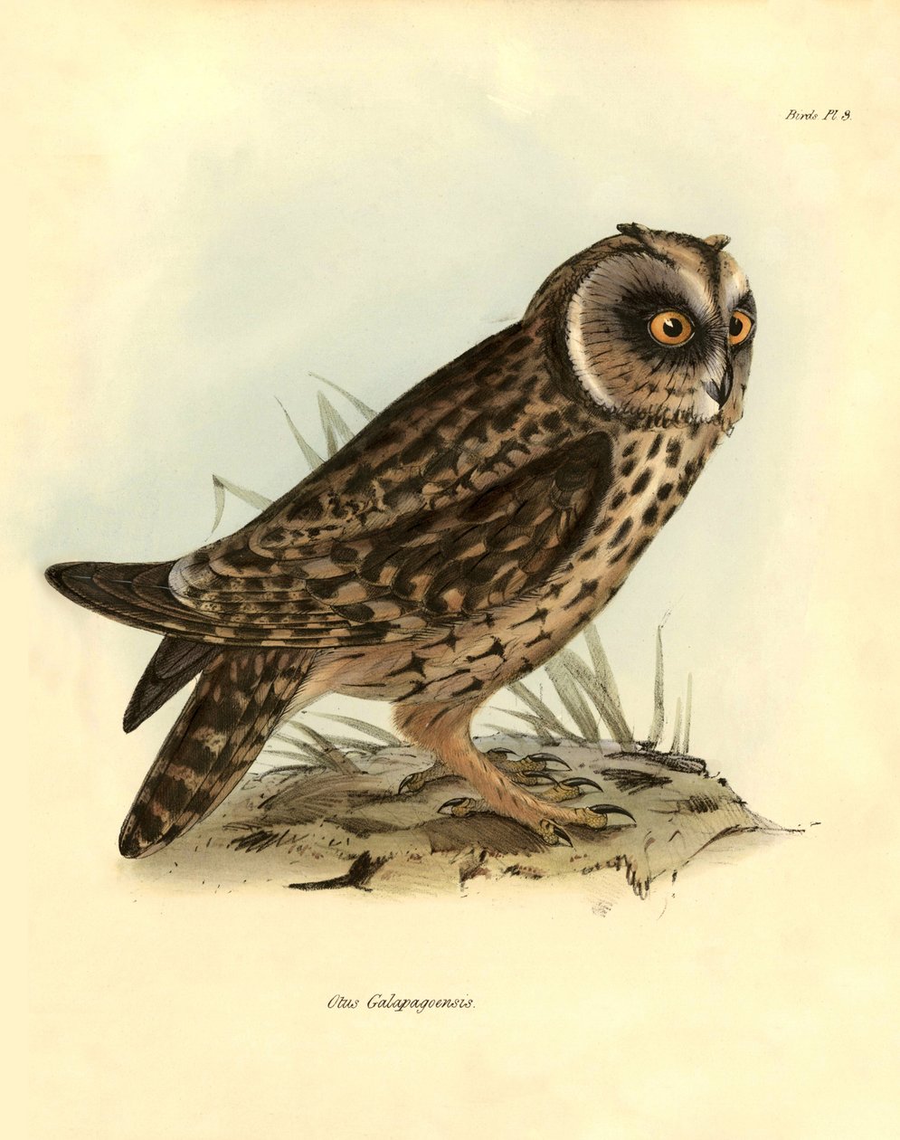鸟类学：查尔斯-达尔文（1809-1882 年）在贝格尔号探险期间描述的 "Otus Galapagoensis "加拉帕戈斯猫头鹰。摘自 "约翰-古尔德描述的鸟类，以及查尔斯-达尔文对其习性的介绍 "的图片 作者 未知艺术家