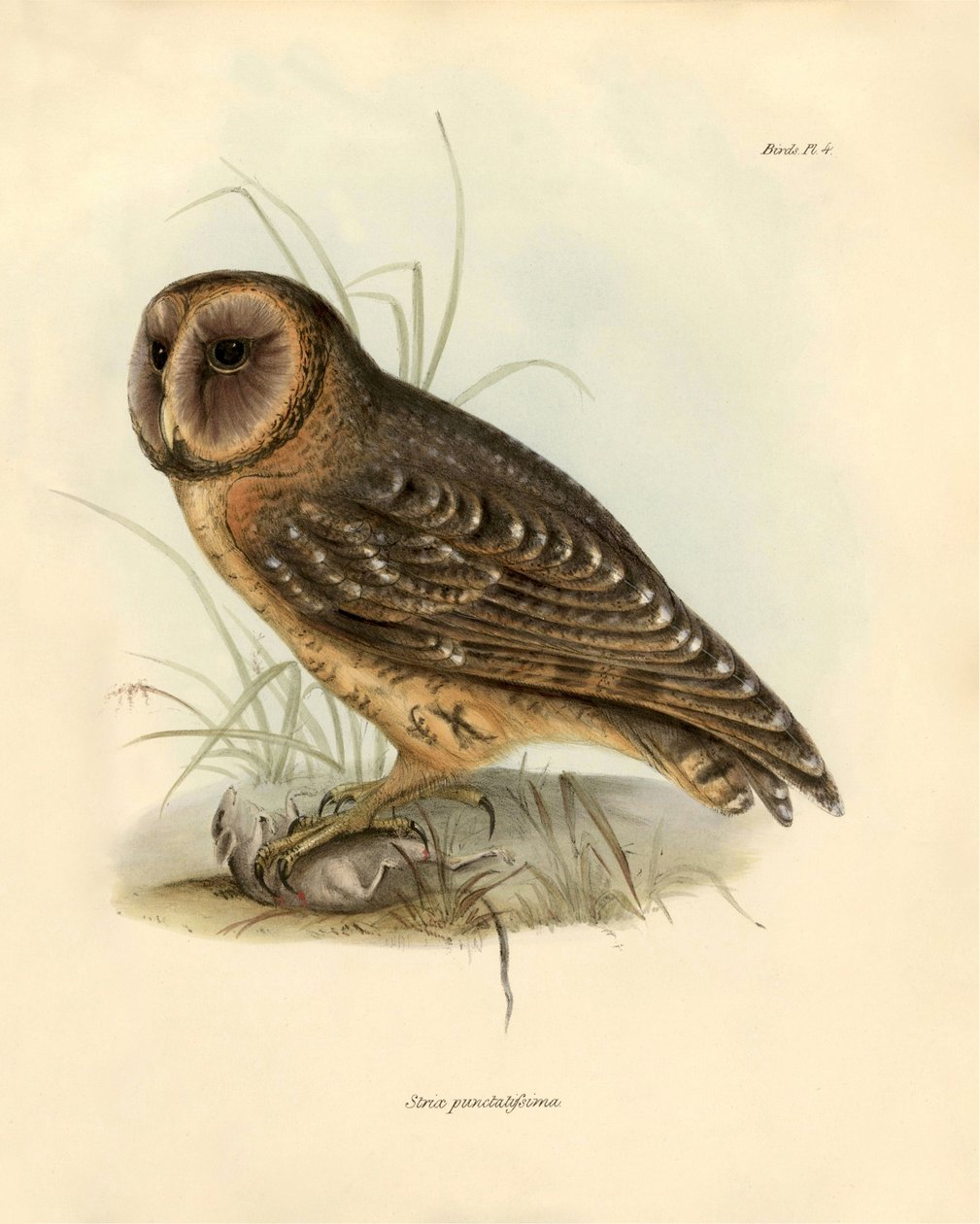 鸟类学：查尔斯-达尔文（1809-1882 年）在贝格尔号探险期间描述的 "Strix punctatissima "猫头鹰。摘自 "约翰-古尔德描述的鸟类，以及查尔斯-达尔文对其习性的描述 "的图片 作者 未知艺术家