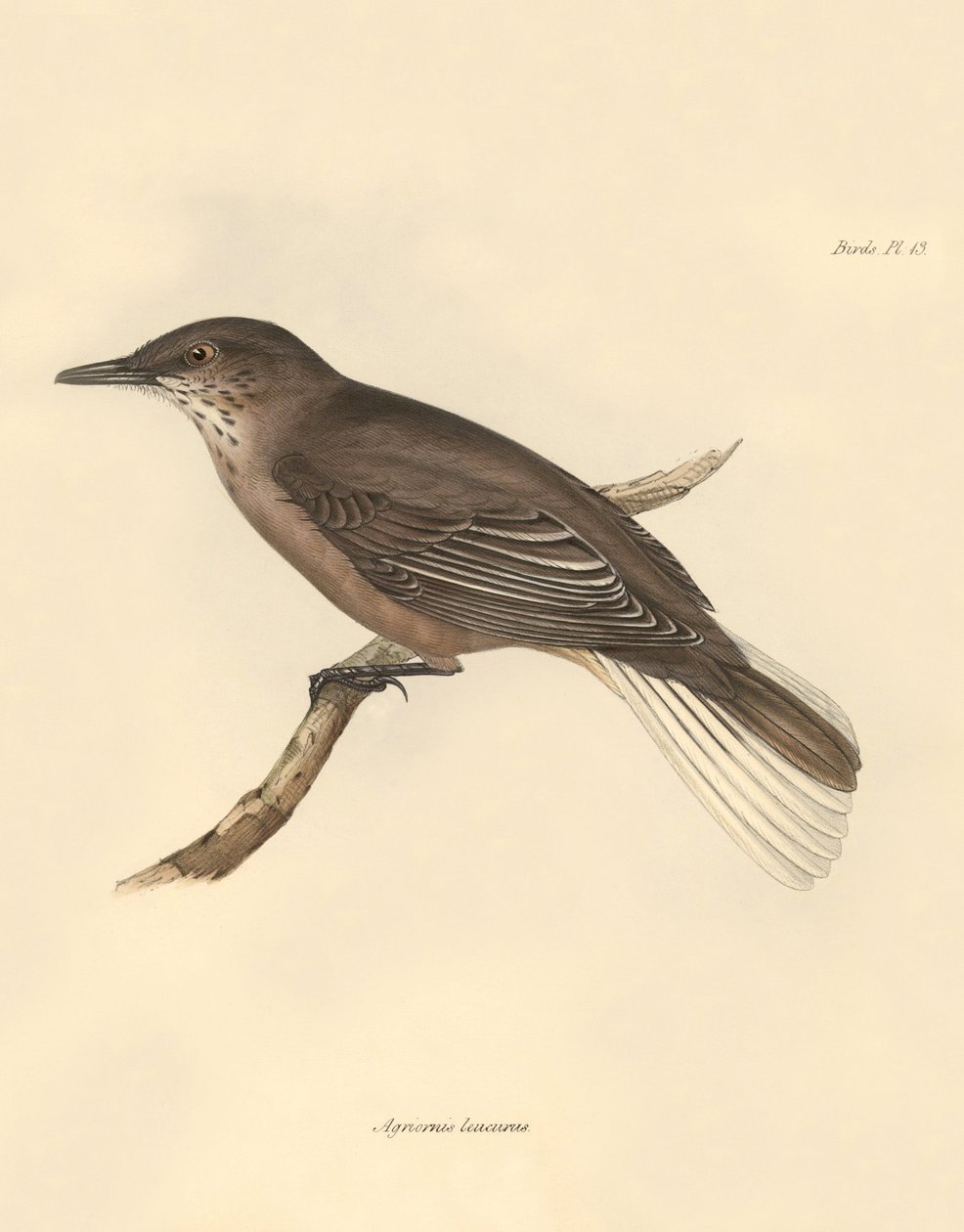 鸟类学：查尔斯-达尔文在贝格尔号探索之旅中描述的 "Agriornis leucurus"。摘自 "1832 年至 1836 年菲茨罗伊船长指挥的比格尔号航行动物学"，经编辑和监督。 作者 未知艺术家