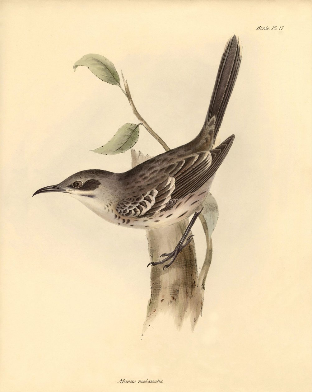 鸟类学：查尔斯-达尔文在贝格尔号探索之旅中描述的嘲鸟科 "Mimus melanotis"。摘自 "1832 年至 1836 年菲茨罗伊船长指挥的比格尔号航行动物学 "图版 作者 未知艺术家