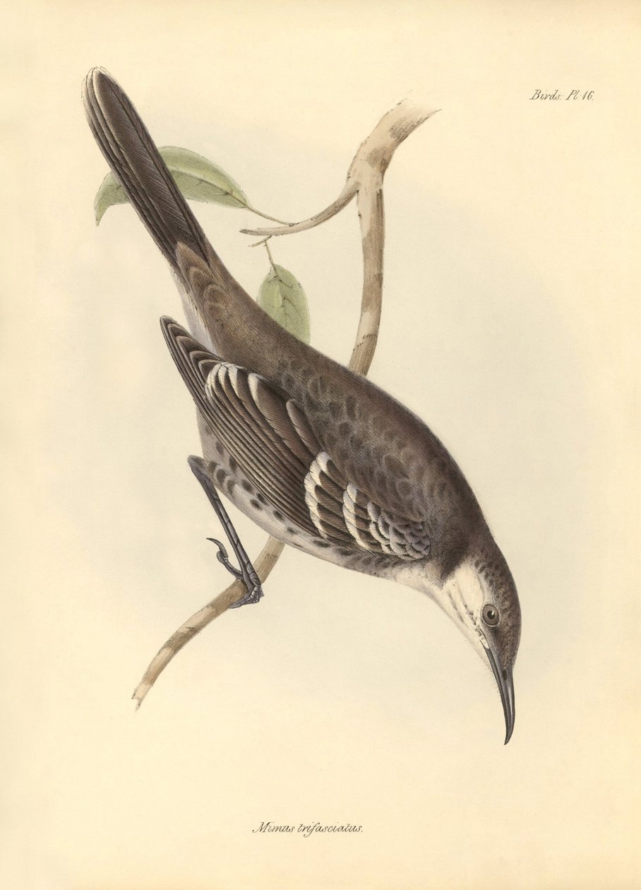 鸟类学：查尔斯-达尔文在贝格尔号探索之旅中描述的嘲鸟科 "Mimus trifasciatus"。摘自 "1832 年至 1841 年菲茨罗伊船长指挥的比格尔号航程动物学 "的图片。 作者 未知艺术家
