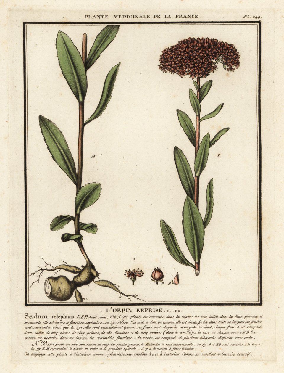 Orpine, the darnel, Sedum telephium. 作者 未知艺术家