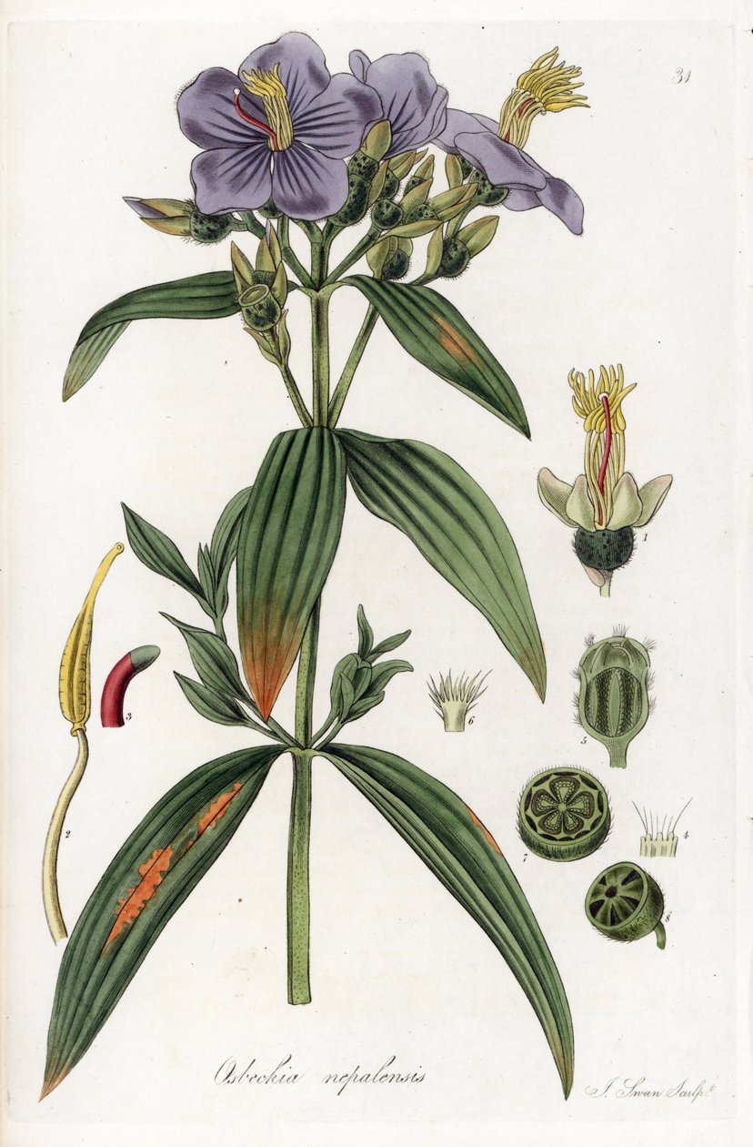 来自尼泊尔的 Osbeckia - J. Swan 根据 William Jackson Hooker（1785-1865 年）的插图绘制的石版画，摘自《异国情调的植物》，苏格兰 作者 未知艺术家