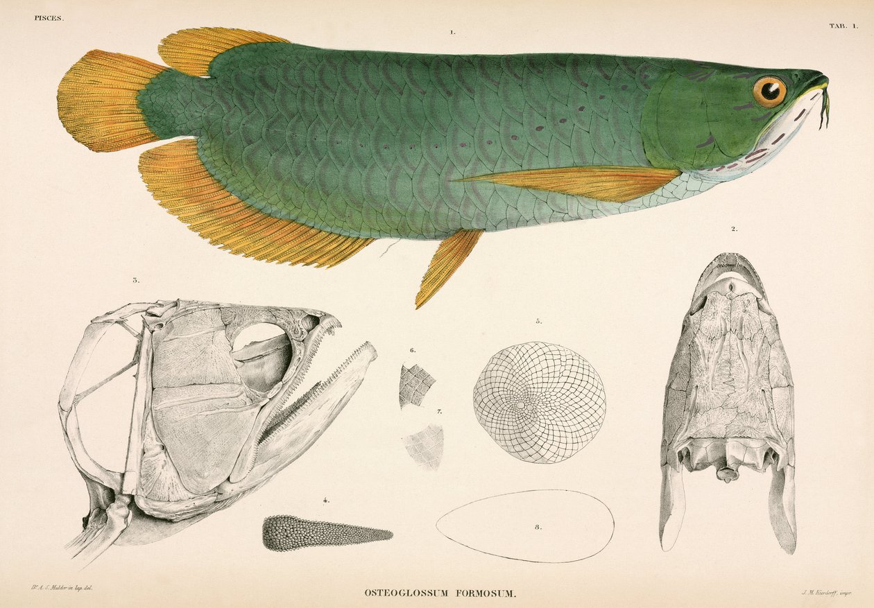 Osteoglossum formosum，印度尼西亚 作者 未知艺术家