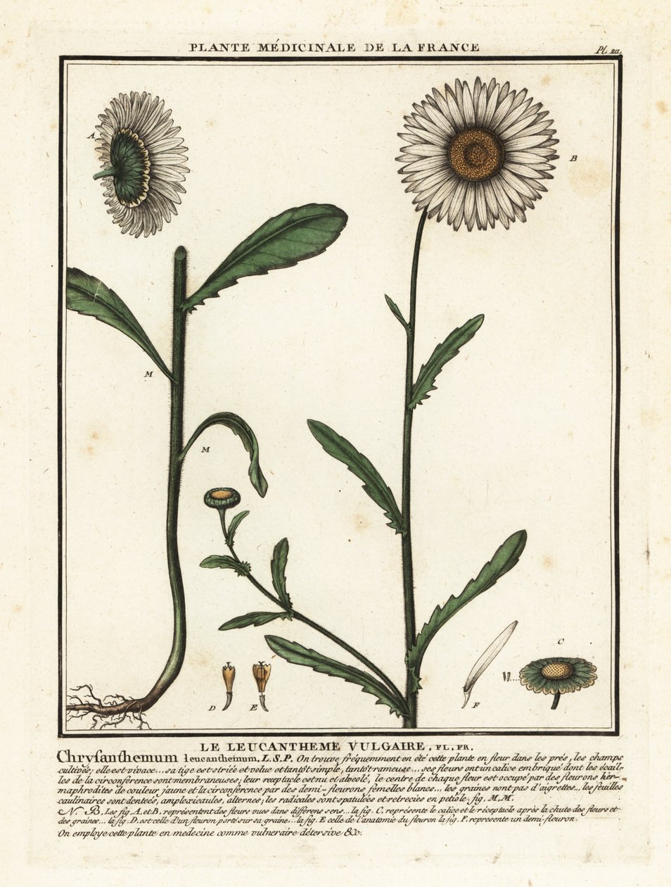 牛眼菊，Leucanthemum vulgare。 作者 未知艺术家