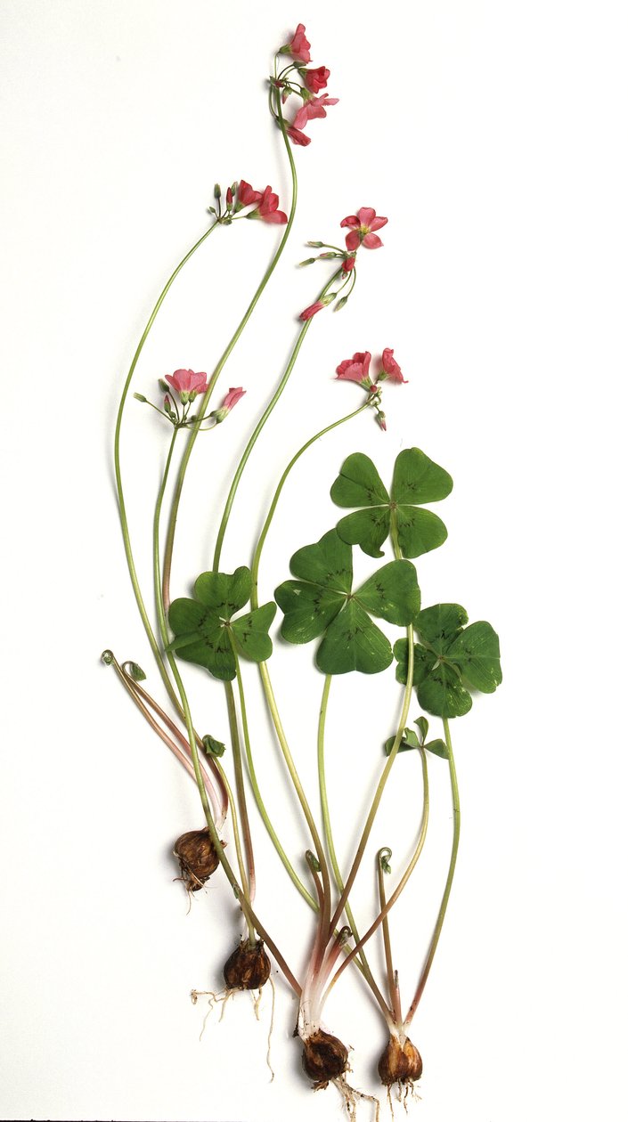 Oxalis tetraphylla/Oxalis deppei/Oxalide of Deppe 作者 不明