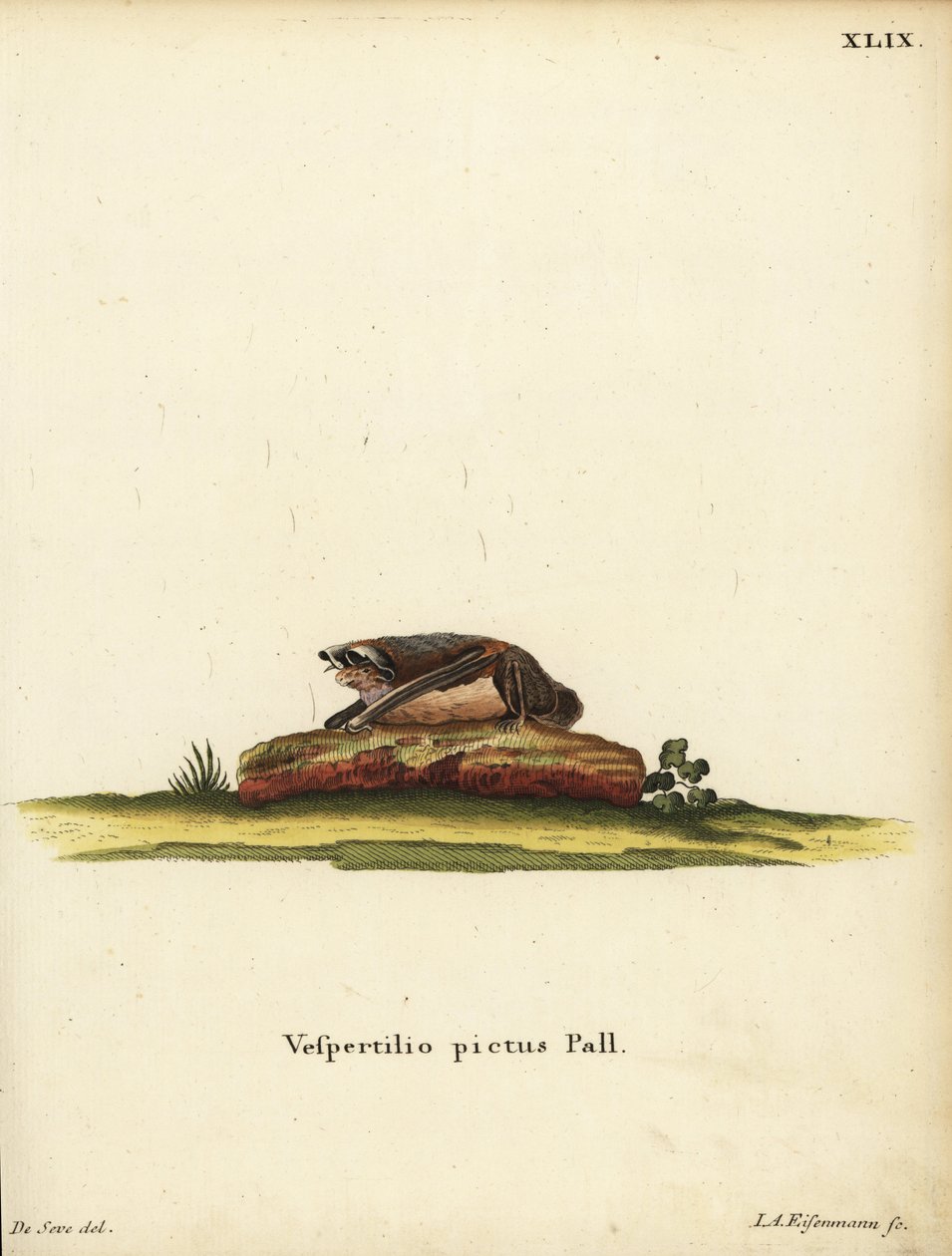 画眉蝠（Kerivoula picta）。Vespertilio pictus Linn.Jakob Andreas Eisenmann 根据 Jacques de Seve 的插图手工绘制的铜版画。 作者 未知艺术家