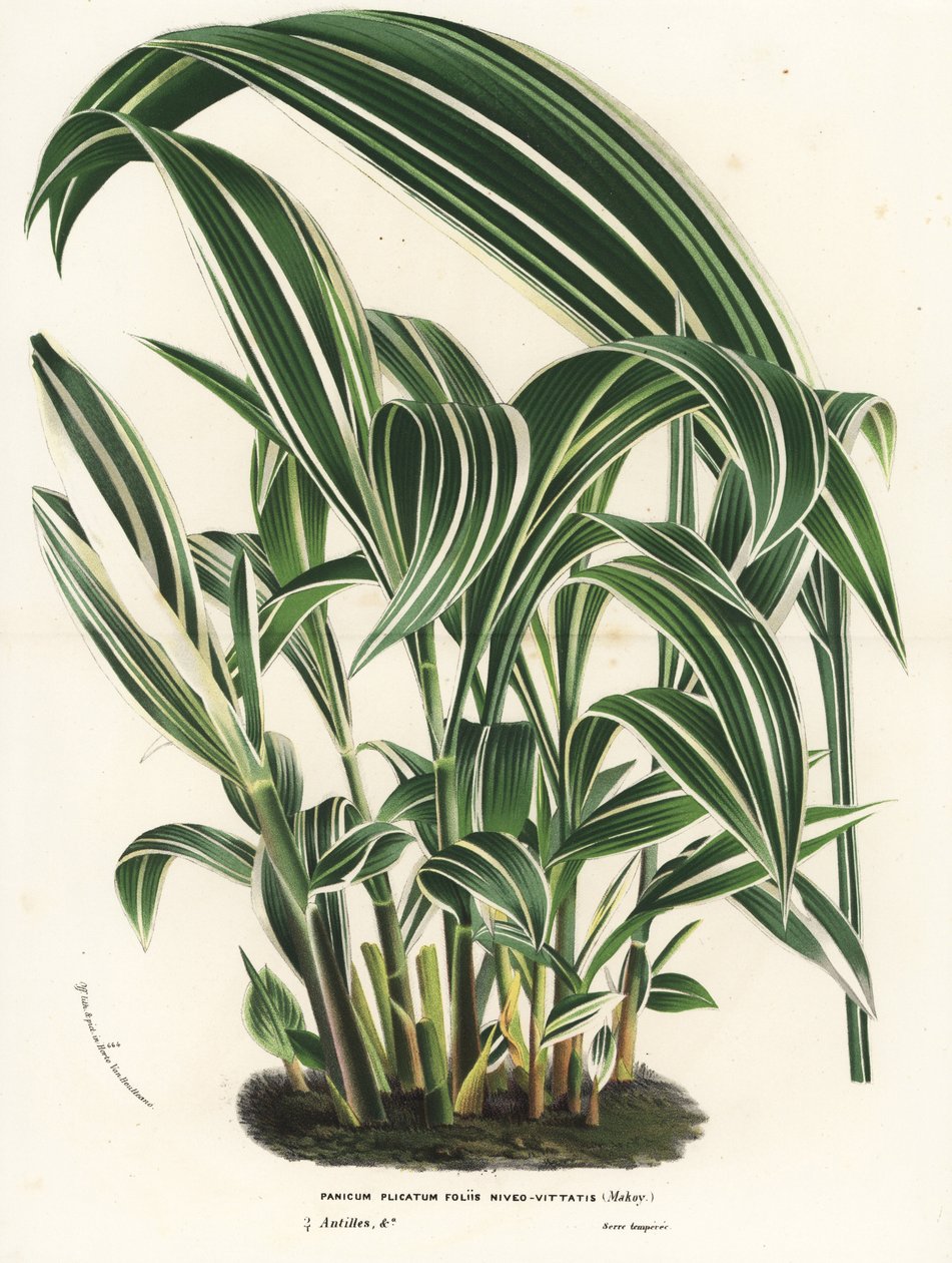 棕榈草，Setaria palmifolia（Panicum plicatum foliis level-vittatis）。手绘石版画，选自 Louis van Houtte 和 Charles Lemaire 的《欧洲花园和暖房的花》，Flore des Serres et des Jardins de l