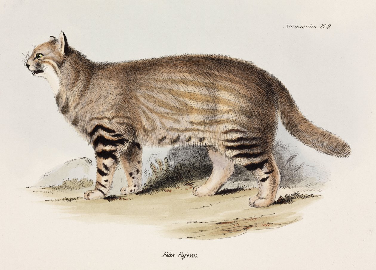 潘帕斯猫，南美，约1832-1836年 作者 不明