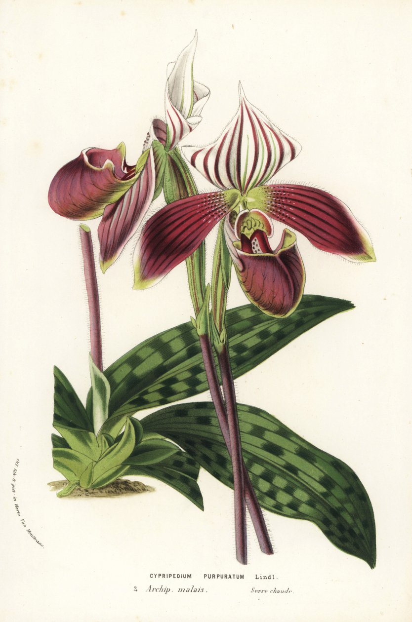 Paphiopedilum purpurpuratum 兰花（Cypripedium purpuratum）。Louis van Houtte 和 Charles Lemaire 的《欧洲花园和暖房的花》中的手工彩色石版画，Flore des Serres et des Jardins de l