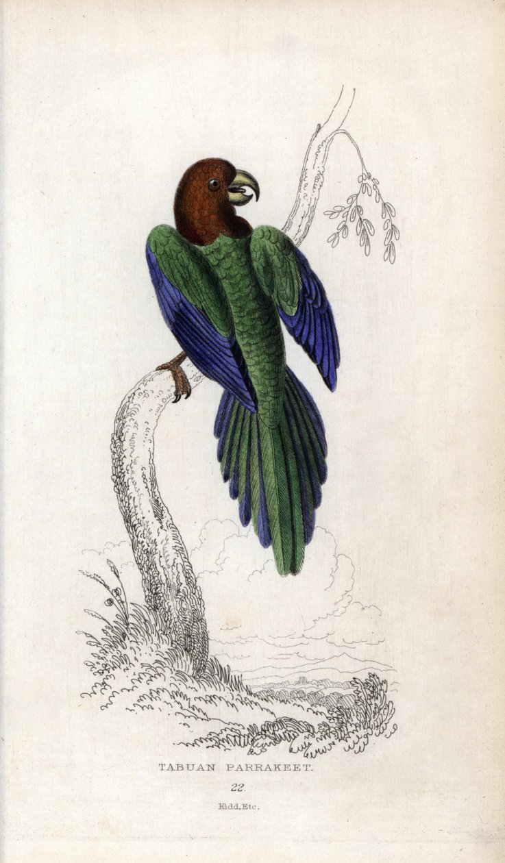 Parakeet pumpadour，Prosopeia tabuensis。Psittacus tabuensis。约瑟夫-基德（Joseph Kidd）根据约翰-奥杜邦（John Audubon）的绘画绘制的石版画，载于《自然历史杂记》：鹦鹉》，托马斯-迪克-劳德爵士和托马斯-布朗船长，183 年在苏格兰爱丁堡出版。 作者 未知艺术家