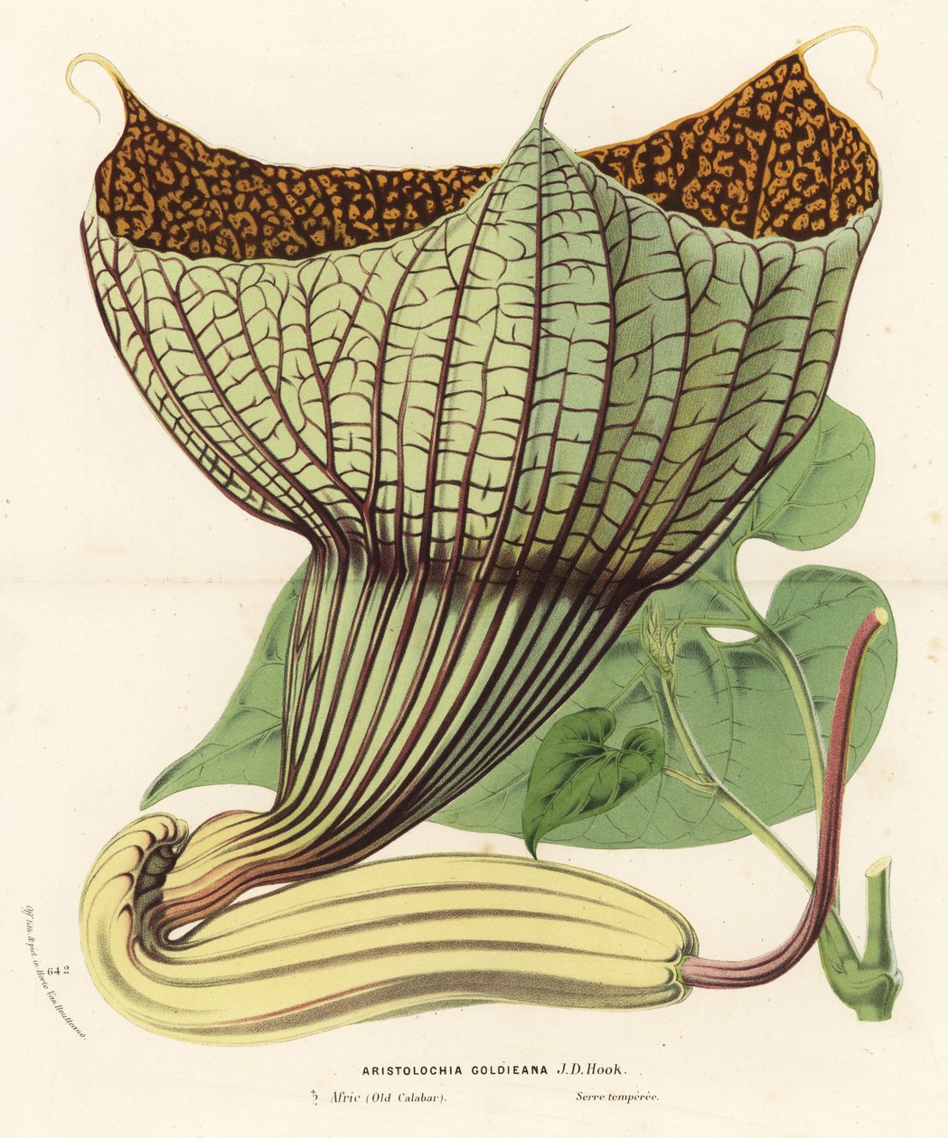 Pararistolochia goldieana（金色马兜铃）。手绘彩色石版画，选自 Louis van Houtte 和 Charles Lemaire 的《欧洲花园和暖房的花》，Flore des Serres et des Jardins de l