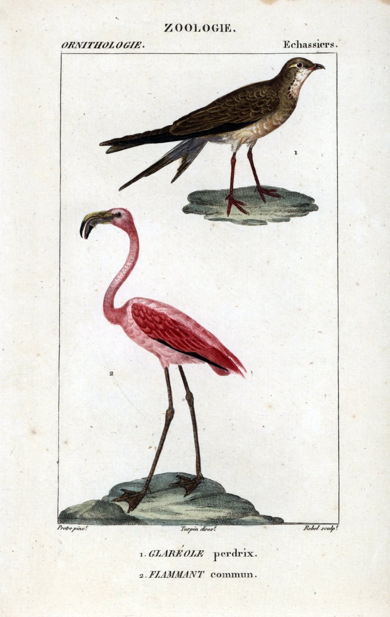 鹧鸪和粉红火烈鸟--鹧鸪（Glareola pratincola）和大火烈鸟（Phoenicopterus roseus）。Dumont de Sainte-Croix 的 "自然科学词典 "中的手工彩色铜版画：鸟类学》，法国巴黎 作者 未知艺术家