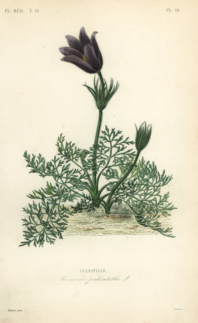 昙花或达内的血，海葵pulsatilla，Pulsatille 作者 不明