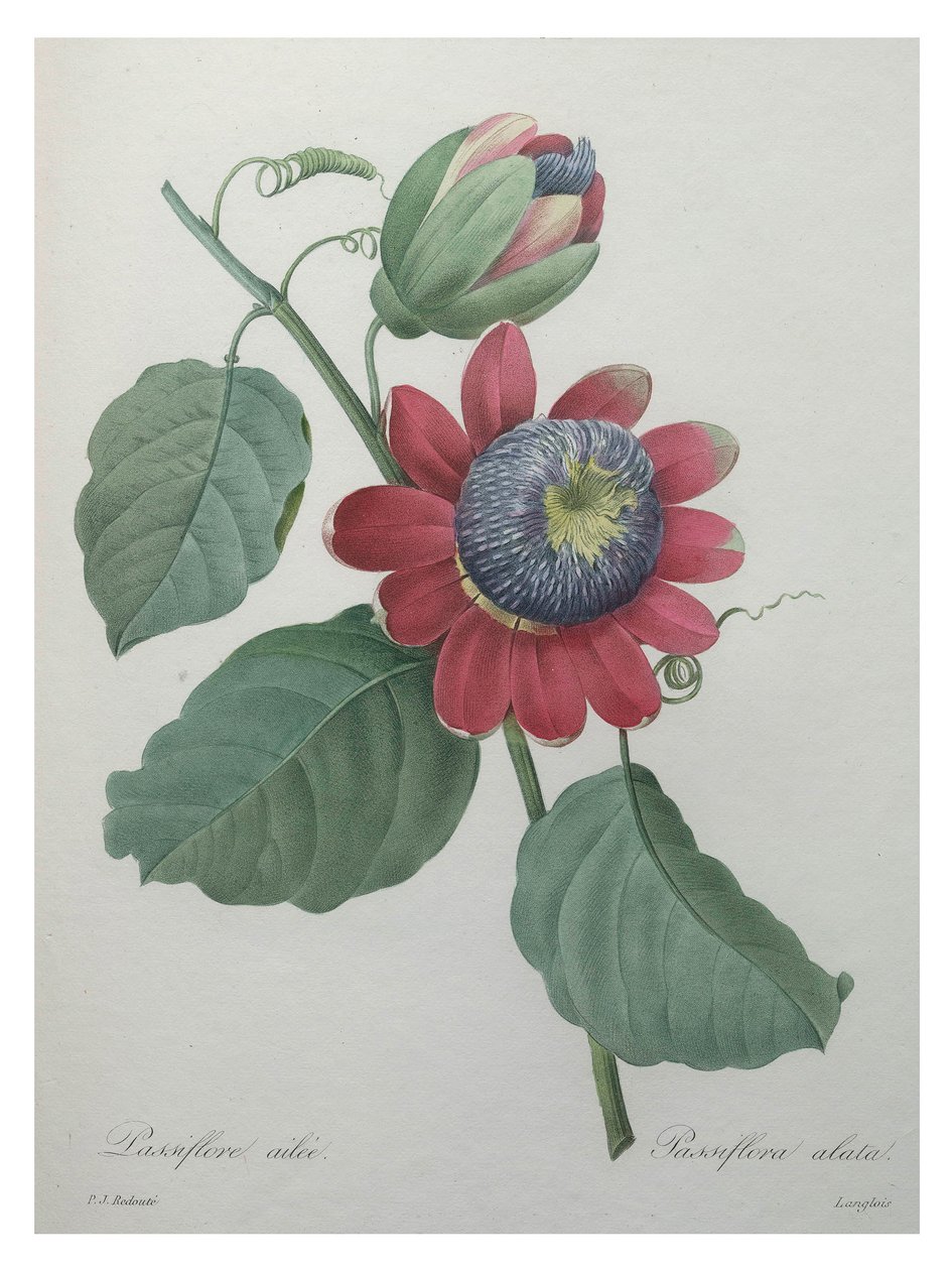 热情花 作者 不明