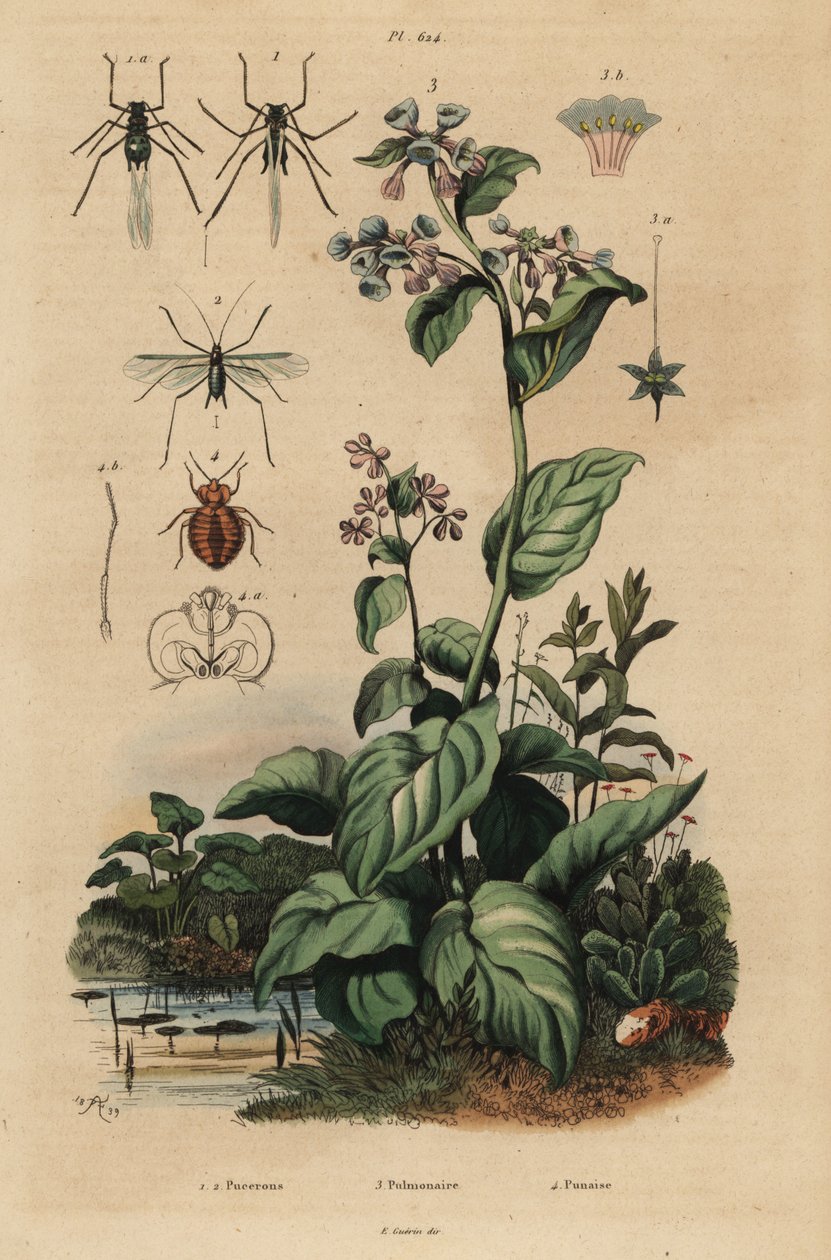 桃蚜，Myzus persicae 1，玫瑰蚜，Macrosiphum rosae 2，弗吉尼亚蓝铃，Mertensia pulmonarioides 3，以及臭虫，Cimex lectularius 4 作者 不明