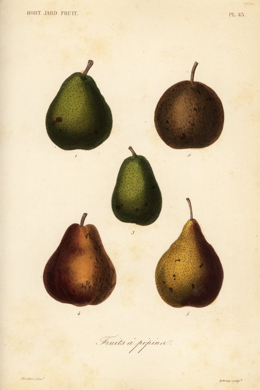 梨品种，Pyrus communis 作者 不明