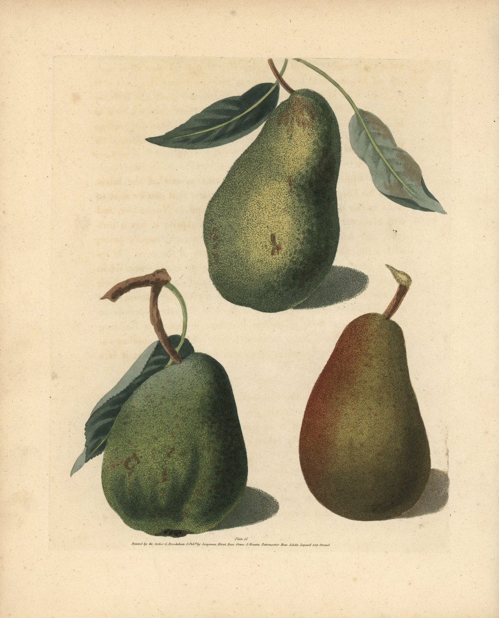 梨品种，Pyrus communis：圣日耳曼、科尔马和布朗 Beuree。乔治-布鲁克肖（George Brookshaw）根据自己的 "不列颠梨"（Pomona Britannica）绘制的插图的手工彩色条纹版画，伦敦，朗曼，赫斯特等出版社出版。 作者 未知艺术家