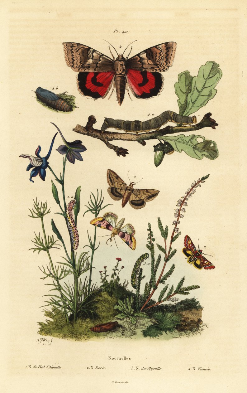 Pease flower、Periphanes delphinii 1、棉铃虫、棉铃虫 2、黄色底翅、Anarta myrtilli 3、大黄色底翅、Noctua pronuba、幼虫和蛹 4. Noctuelles butterflies 作者 不明