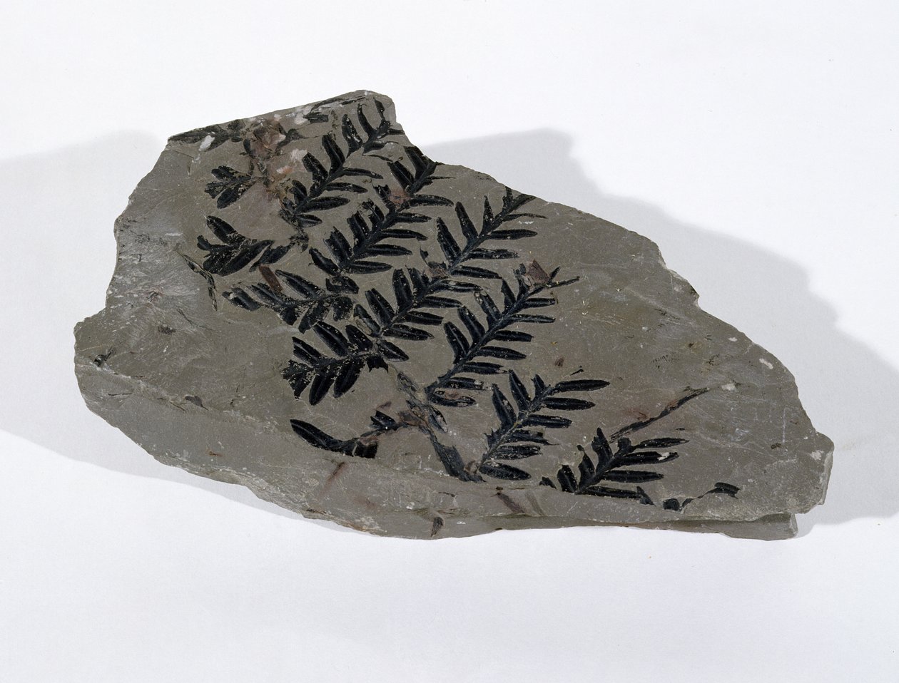 在萨默塞特的卡默顿发现的石炭纪上层的Pecopteris (Gymnosperm Frond) (照片) 作者 不明