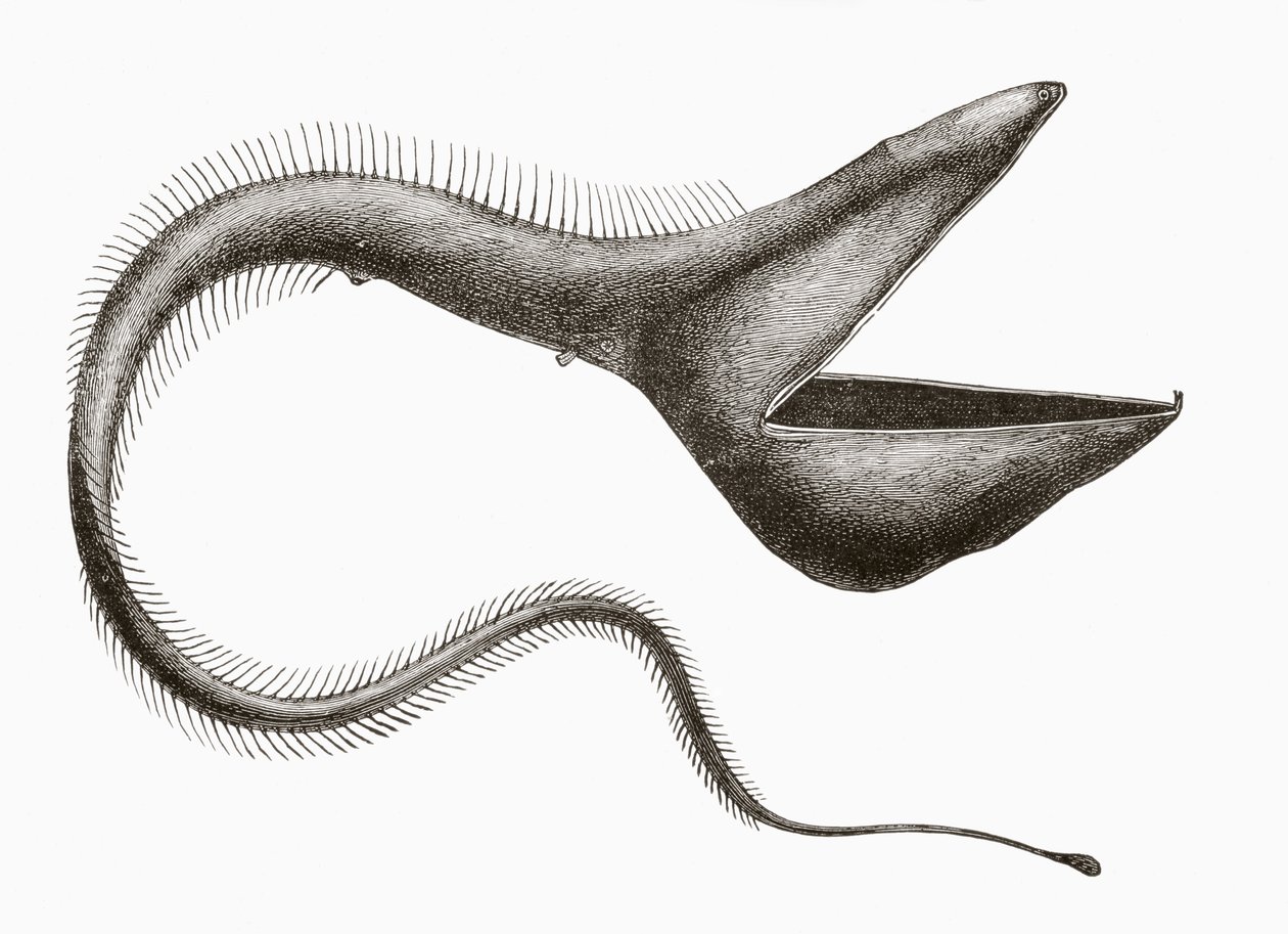 鹈鹕鳗或 Eurypharynx pelecanoides，一种人类很少见到的深海鱼，出自《El Mundo Ilustrado》，巴塞罗那出版，大约 1880 年 作者 不明