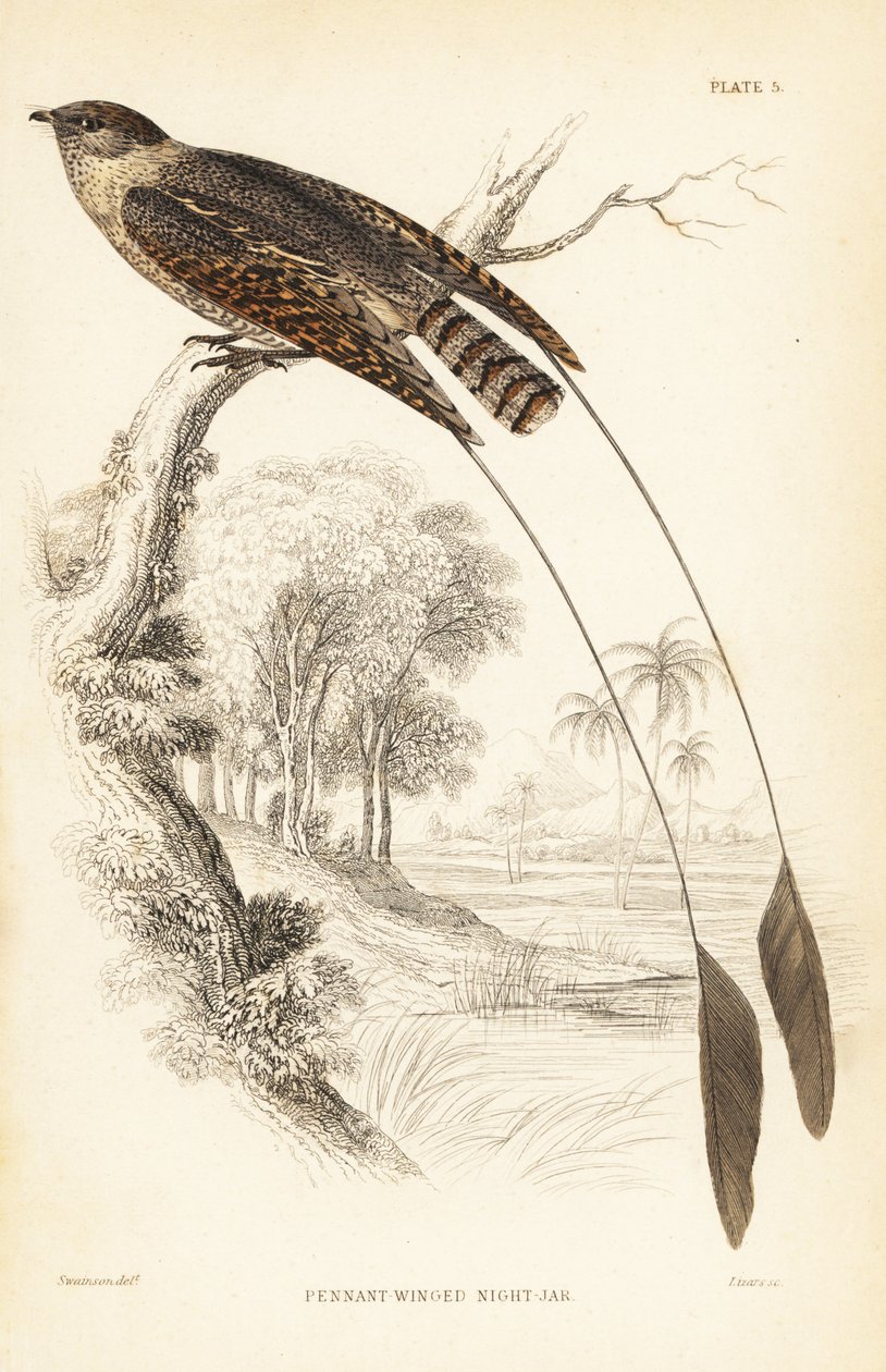 宾南翅夜鸦，Macrodipteryx vexillarius (Macrodipteryx africanus)。William Lizars 根据 William Swainson 的作品绘制的手工彩色钢板雕刻，选自 William Jardine 爵士的《博物学家图书馆》：鸟类学：西部非洲的鸟类》，爱丁堡，W.H. Lizar 著。 作者 未知艺术家