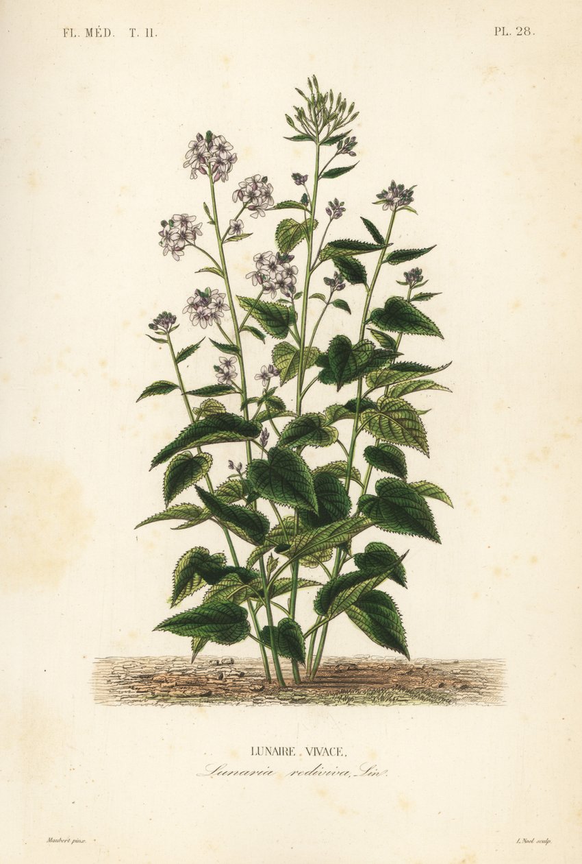 Perennial honesty, Lunaria rediviva, Lunaire vivace 作者 不明