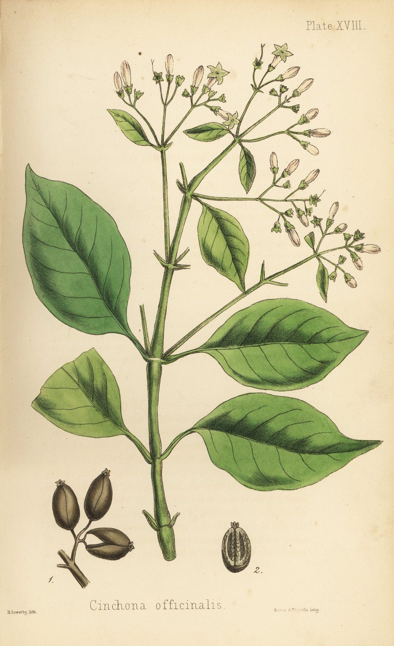 秘鲁树皮树或奎宁树，Cinchona officinalis。亨利-索尔比（Henry Sowerby）根据爱德华-汉密尔顿（Edward Hamilton）的《植物顺势疗法》（Flora Homeopathica）绘制的手绘彩色石版画，伦敦 Bailliere 出版社 作者 未知艺术家