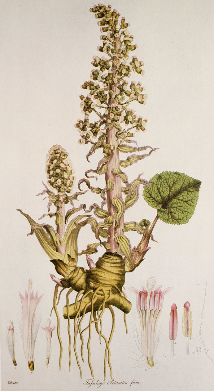 Petasites sp./Petasite 作者 不明