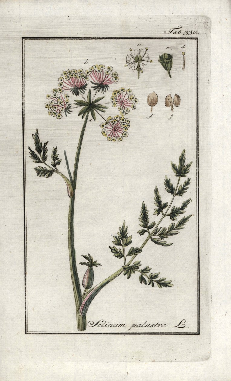 Peucedan 沼泽或沼泽欧芹（Selinum 沼泽）。约翰内斯-佐恩（Johannes Zorn，1739-1799 年）"Afbeelding der Artseny-Gewassen "中的石版画，荷兰 作者 未知艺术家