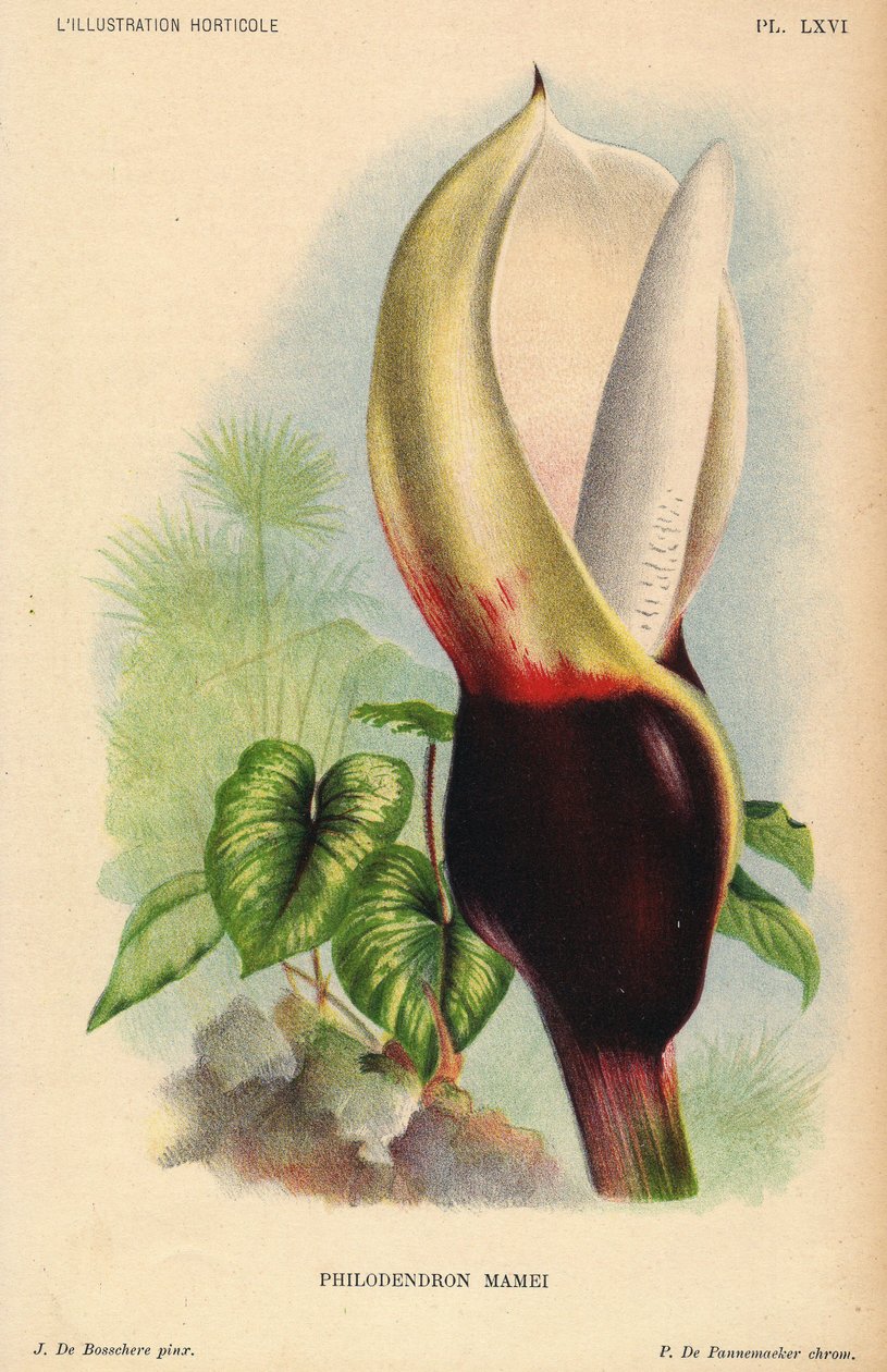 Philodendron mamei，花序为白色和血红色。热带外来植物。J. de Bosschere 绘制的插图，P.de Pannemaeker 进行的石版印刷，1880 年左右在根特（比利时）出版，载于《园艺插图》，作者 Jean Linden（1817-1898 年）是探险家，生于比利时。 作者 未知艺术家